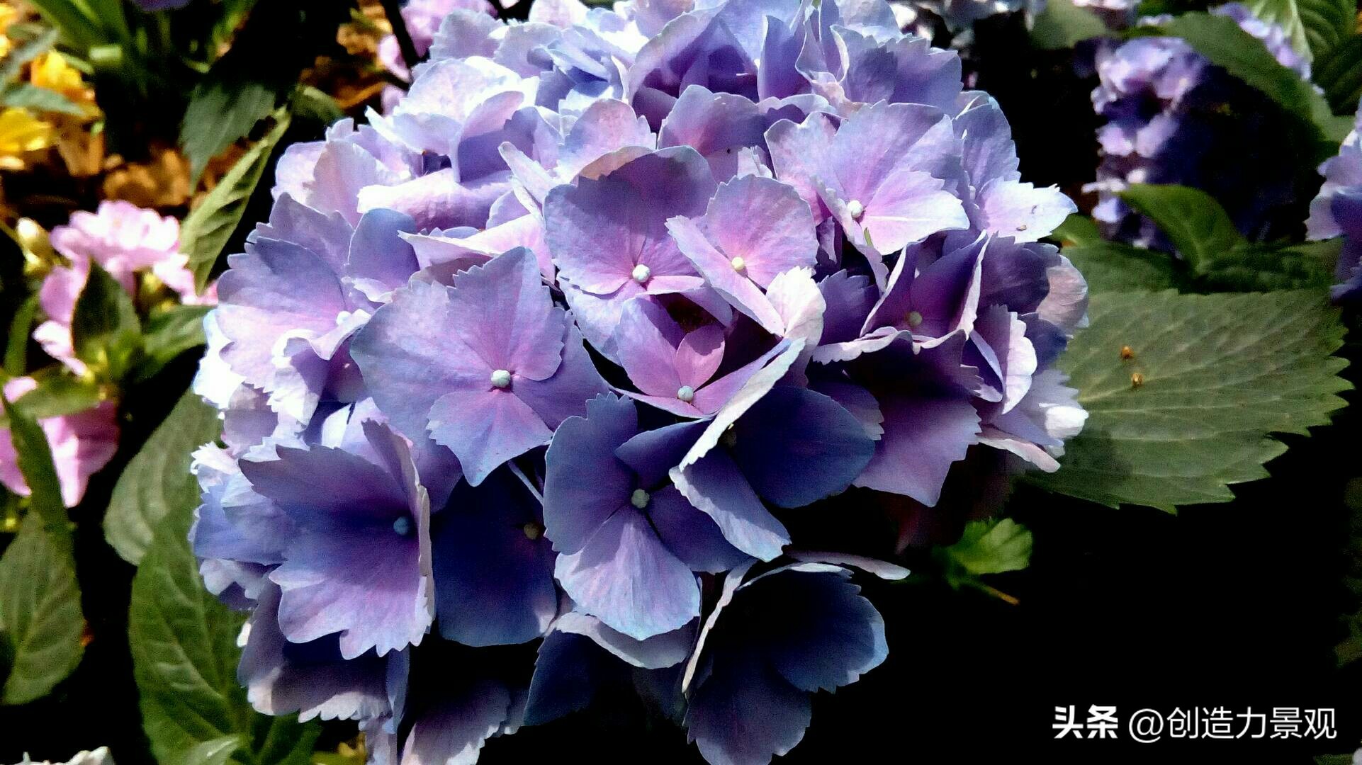 绣球花怎么浇水施肥,绣球花冬季怎么浇水最正确