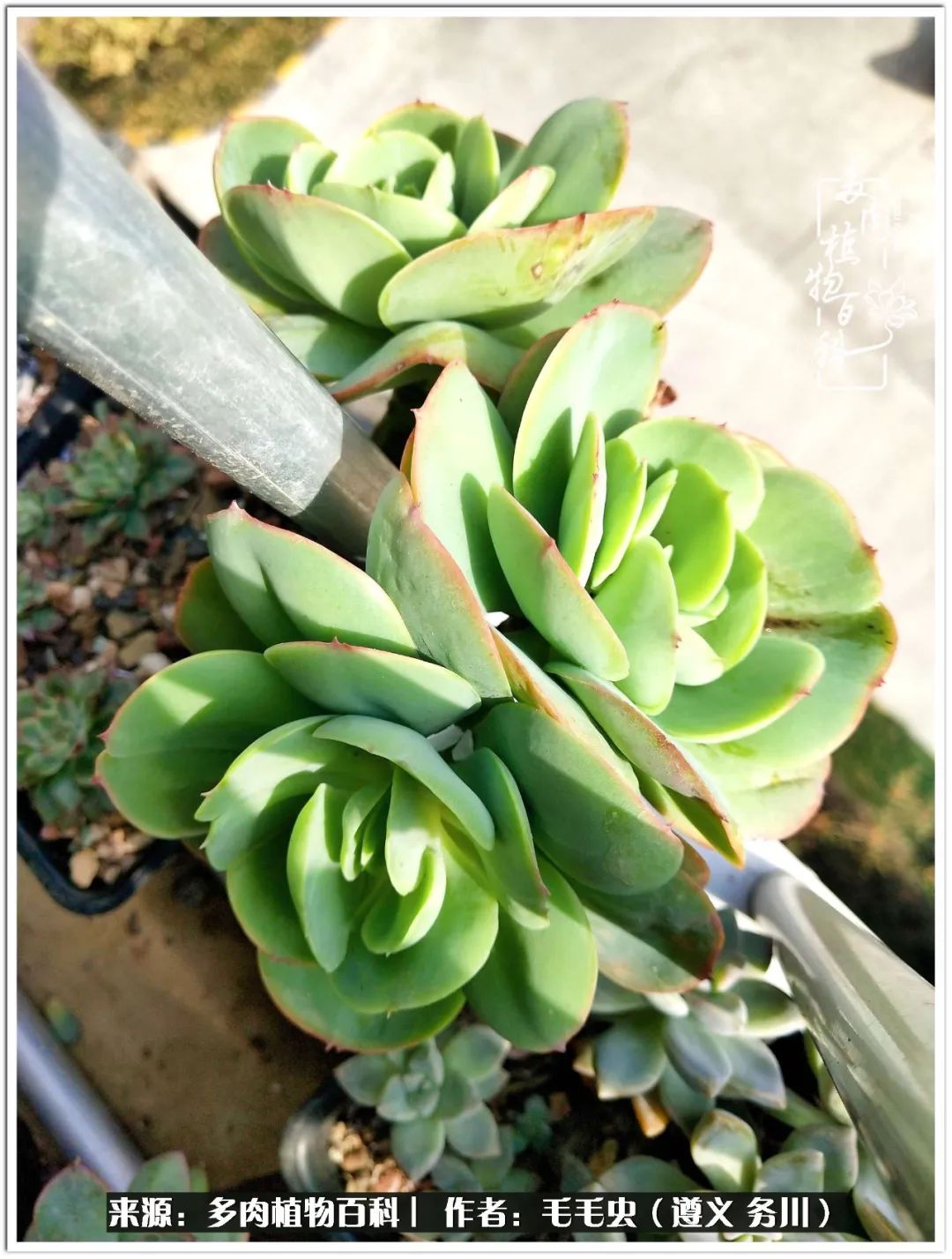 多肉可抵岁月,多肉之花语