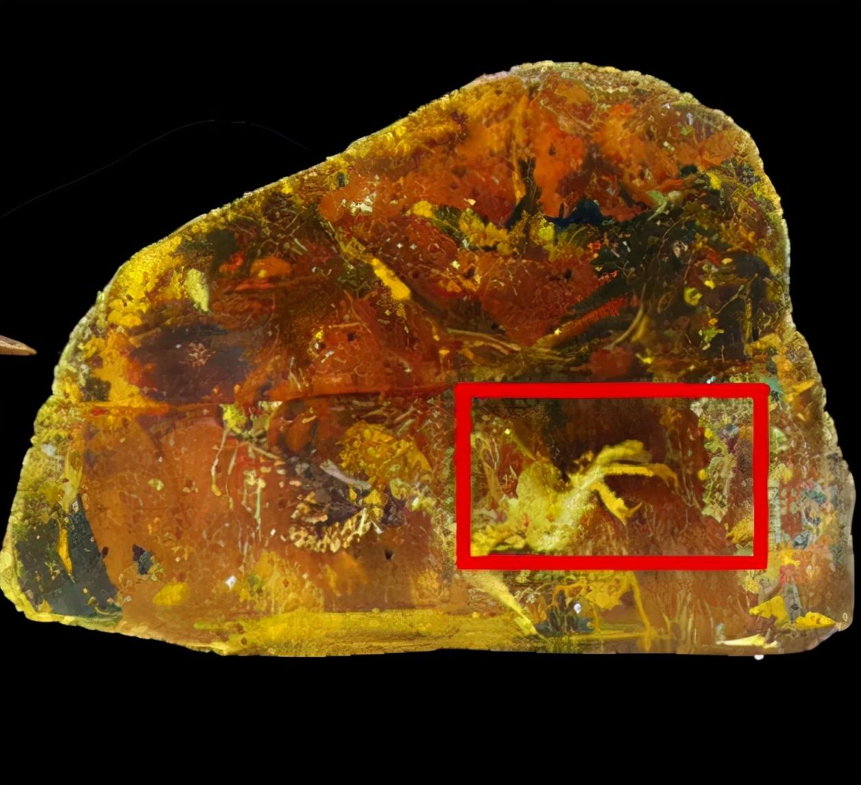 鸡的祖先是霸王龙？它为何每天都下蛋，细数鸡身上的“恐龙基因”