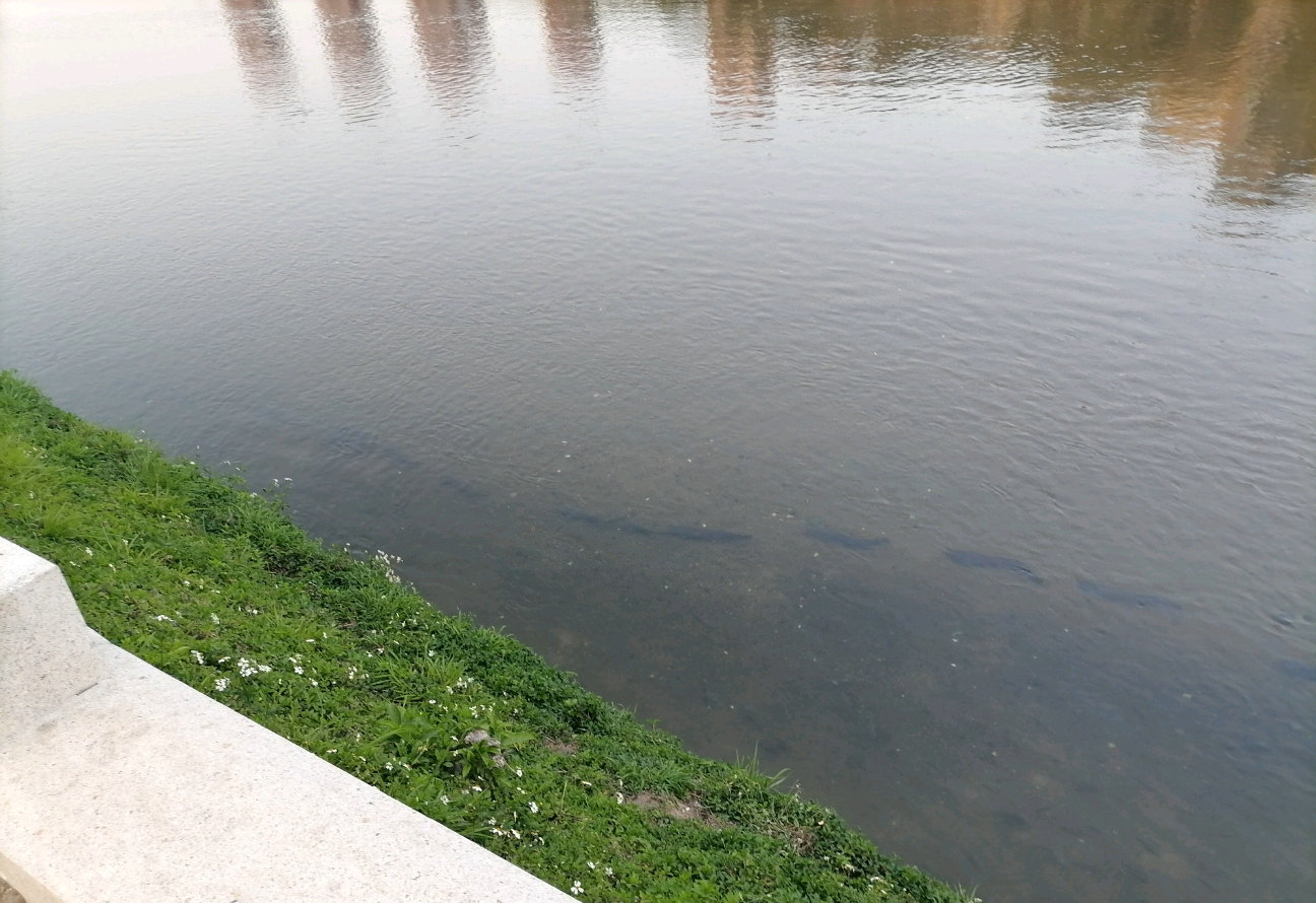 废弃停车场变鱼塘,深圳车库积水变鱼塘