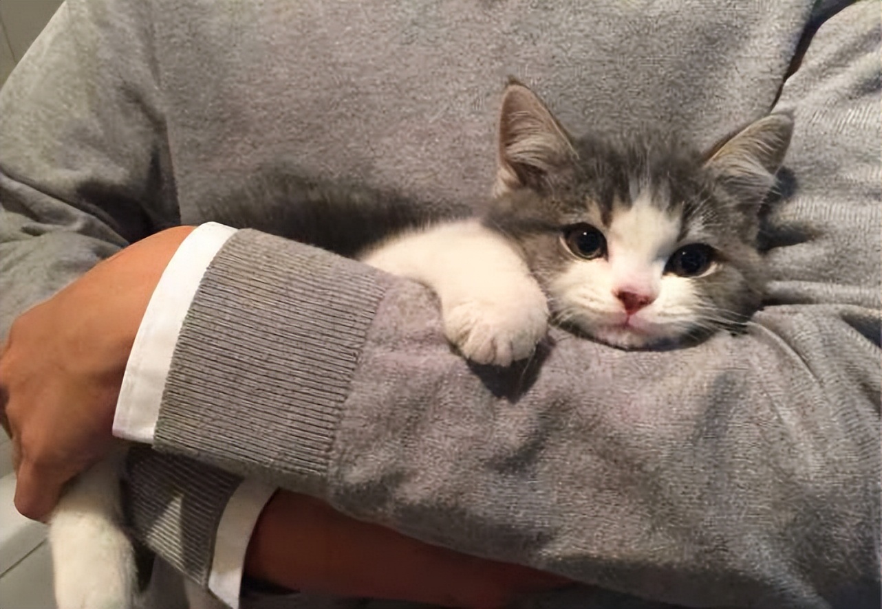 猫咪生长到几个月才会停止成长,猫咪寿命最短的表现