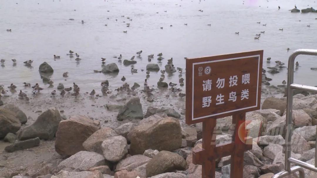 全国罕见！深圳湾公园引起轰动，只为一只鸭