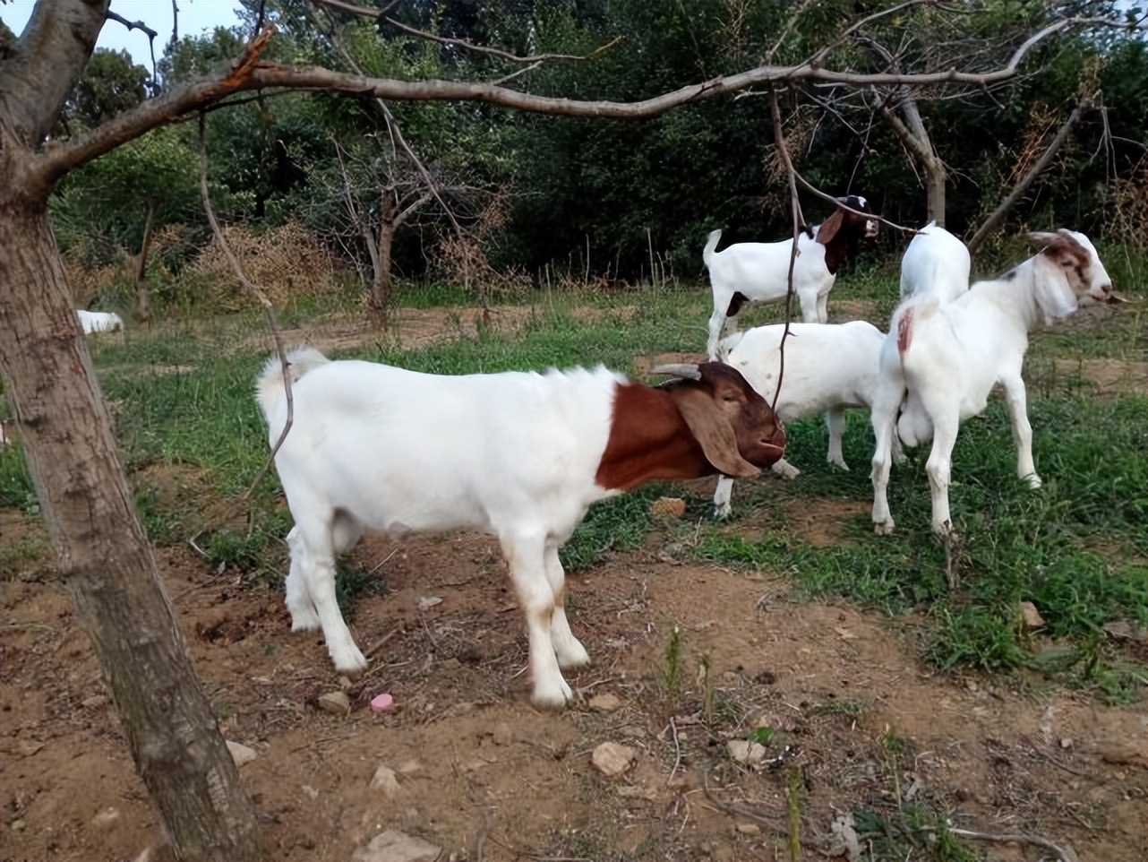 母羊断奶有什么方法让母羊回奶,母羊乳腺硬块挤不出来