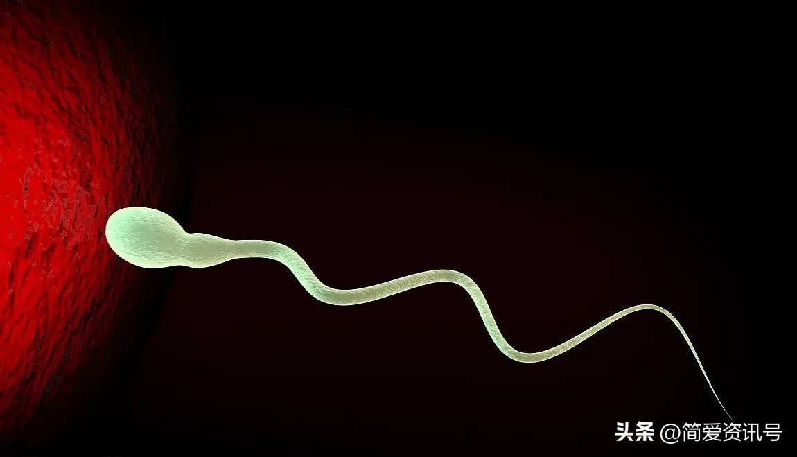 “精子”进入体内后会发生什么?