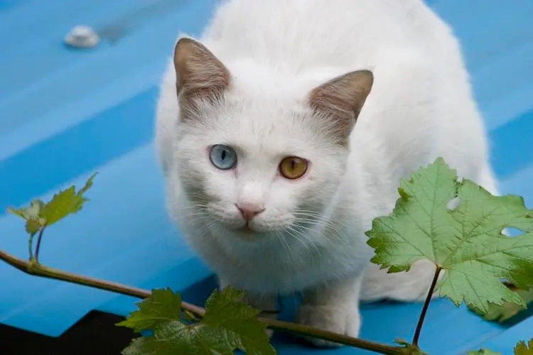 公猫绝育需要注意些什么,公猫绝育不戴项圈怎么办