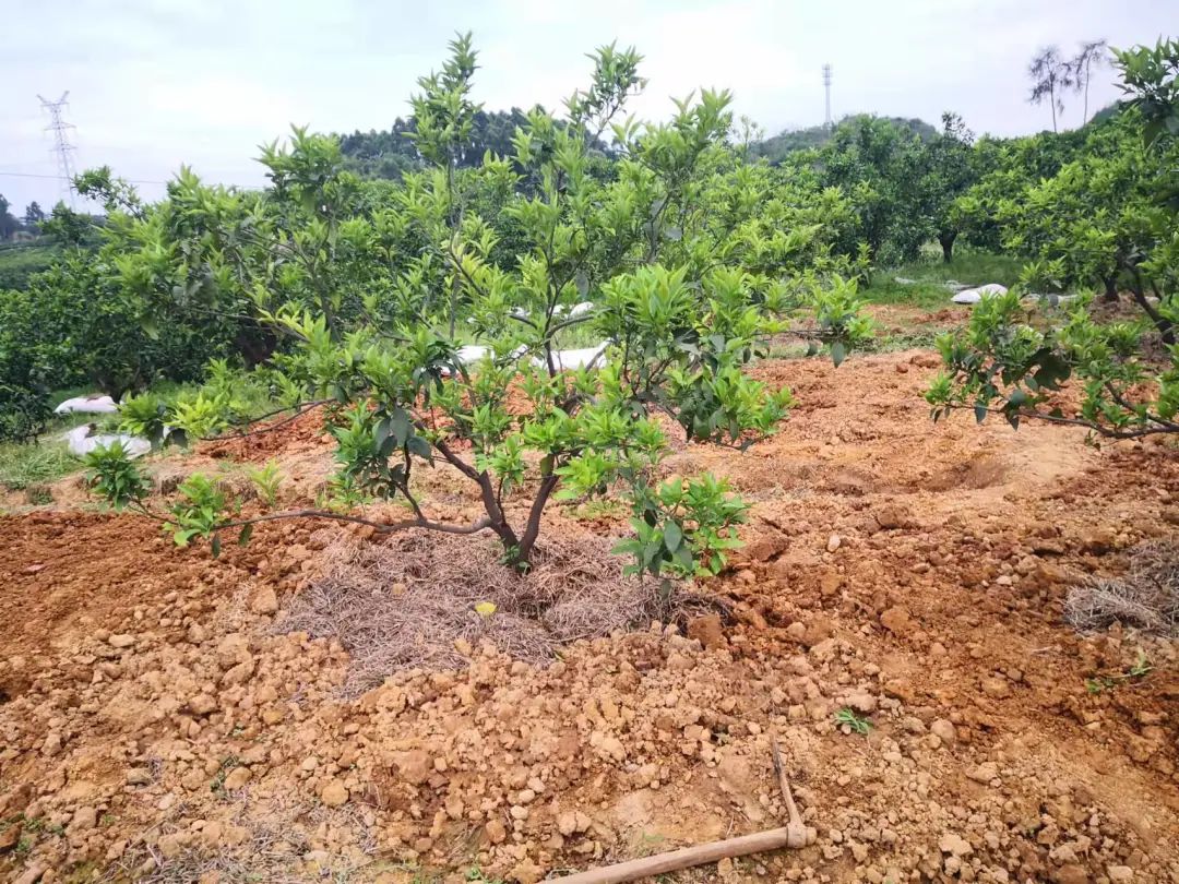 回老家创业种柑橘,大学生创业种柑橘