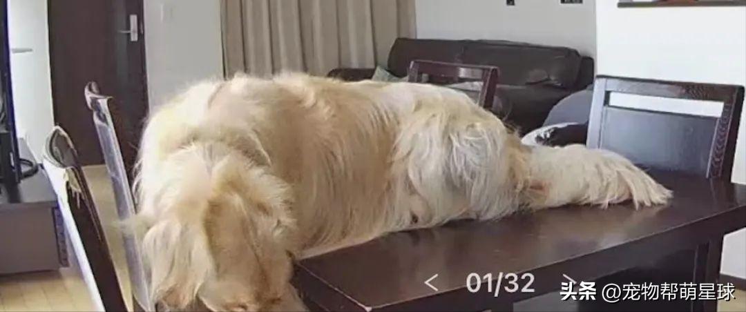 主人不在家狗狗自娱自乐,主人不在家狗狗偷偷上沙发睡觉