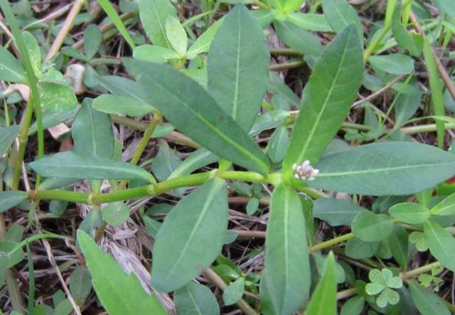 花园要打理得好先除杂草,春天草坪长杂草这样做除草更简单