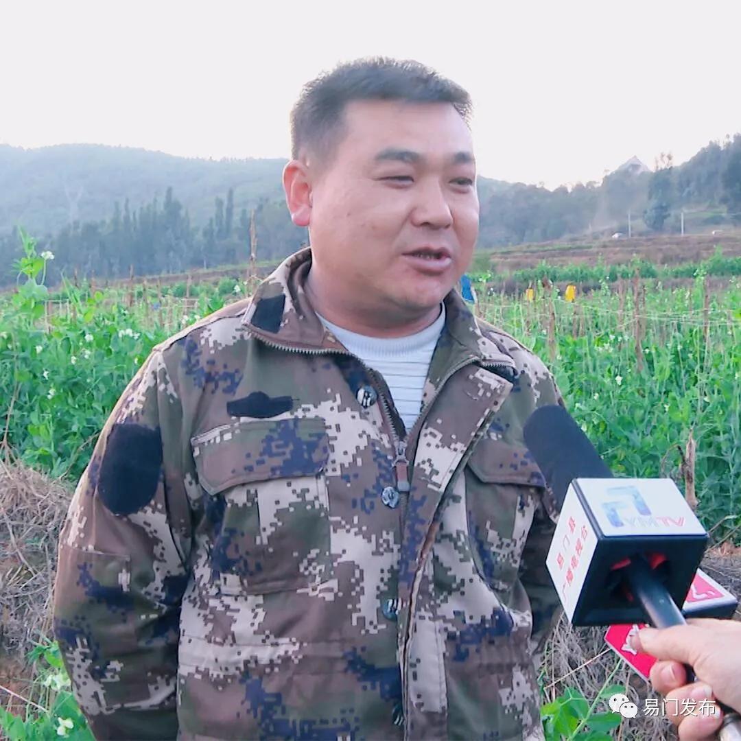 易门农业种植,易门豌豆种子