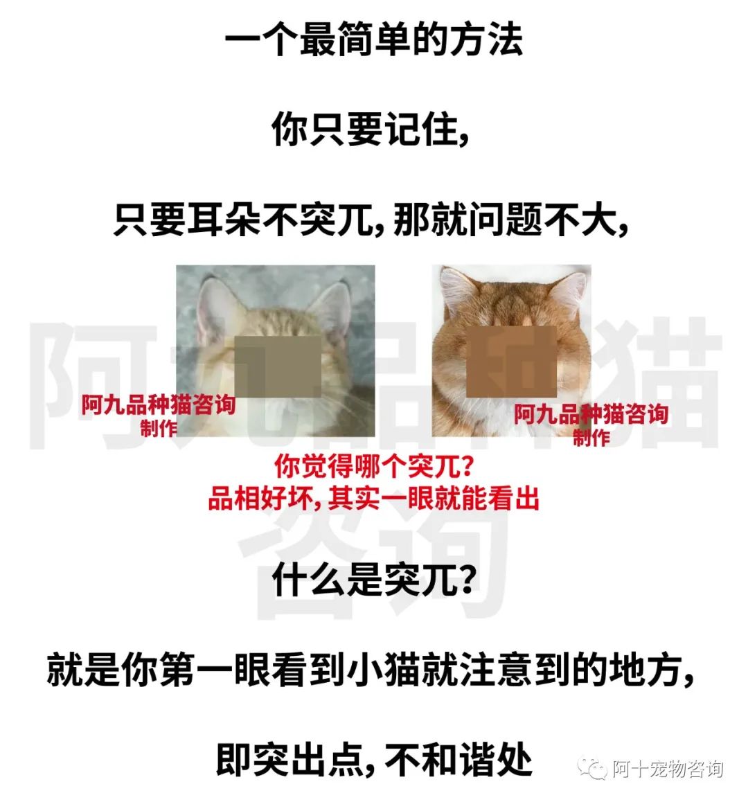 英国短毛猫蓝金渐层特征,英国短毛猫金渐层十一色