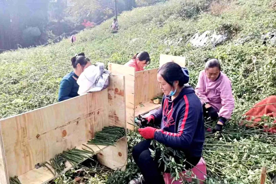 昭通水富成凤村,云南水富县成凤村