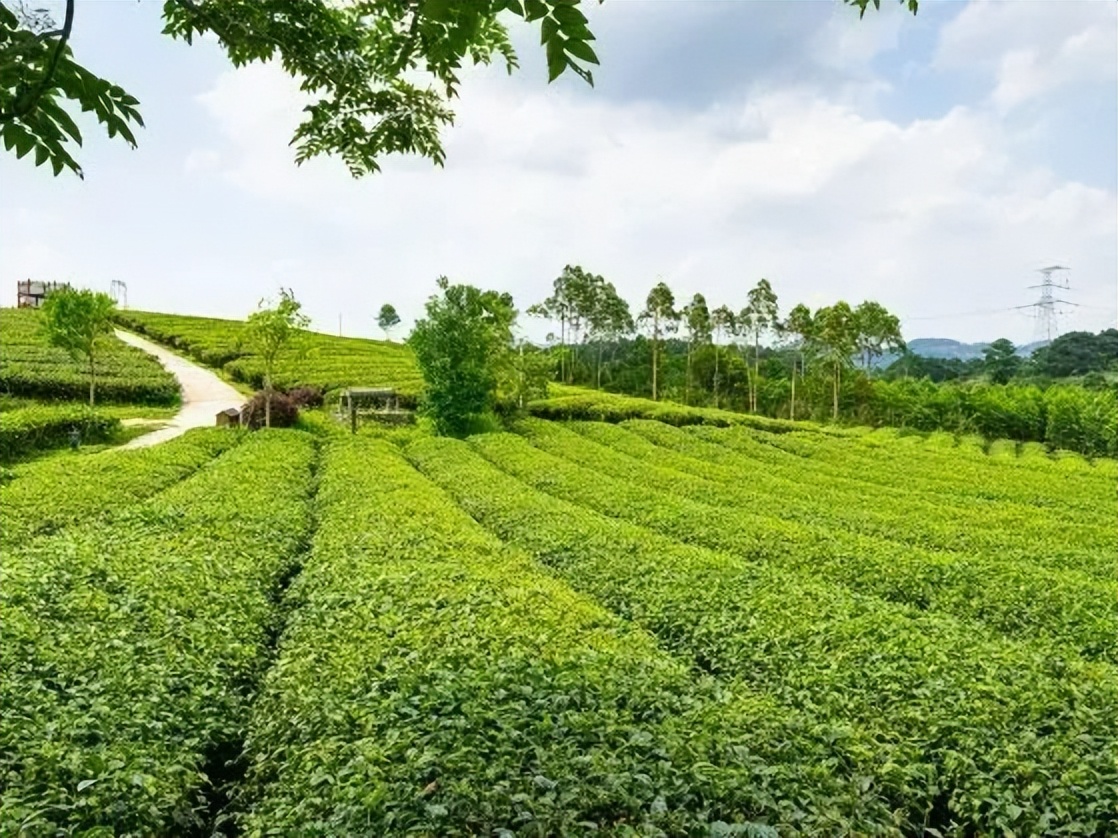 大明山有机绿茶,弱水三千只取一杯茶