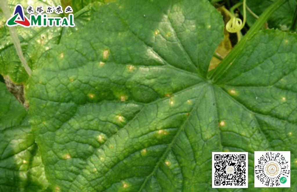 细菌病害与真菌病害怎么用药,怎么区分真菌细菌病毒