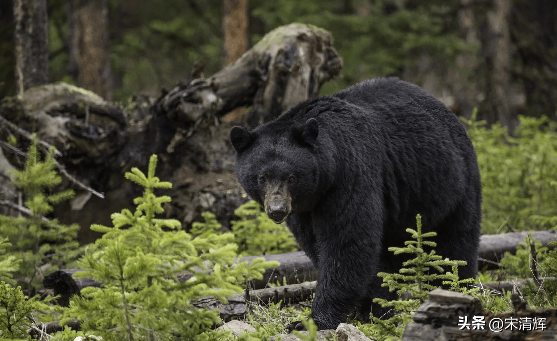 宋清辉谈st股票,宋清辉2018年a股ipo市场三大走向