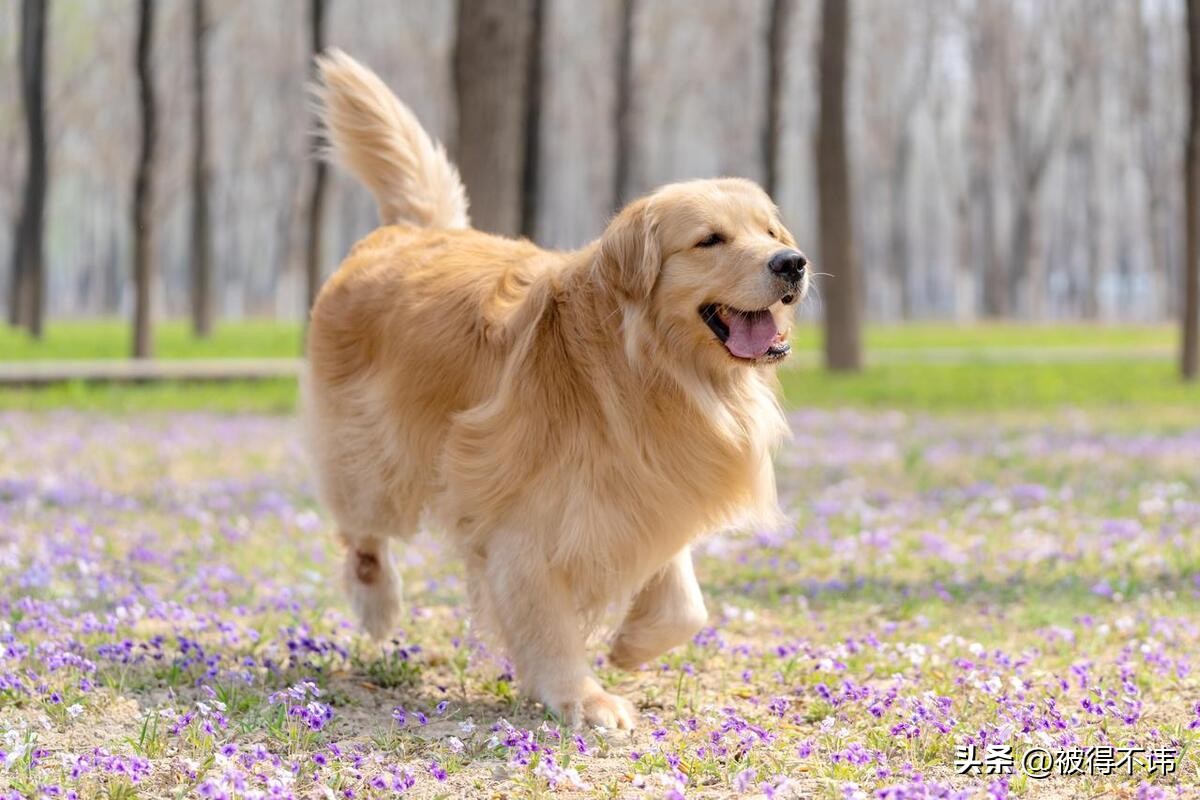 什么狗最好看最便宜最好养,世界上最强的十种狗