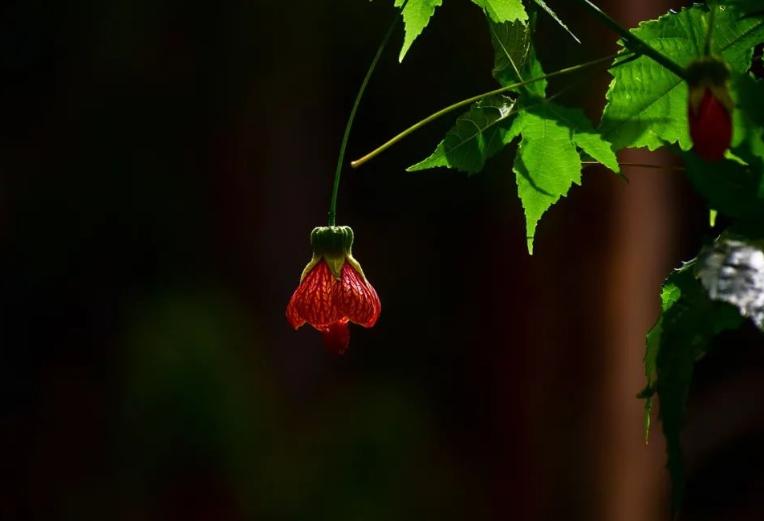 五首关于春天的经典诗词,关于春天绝美的古诗词句