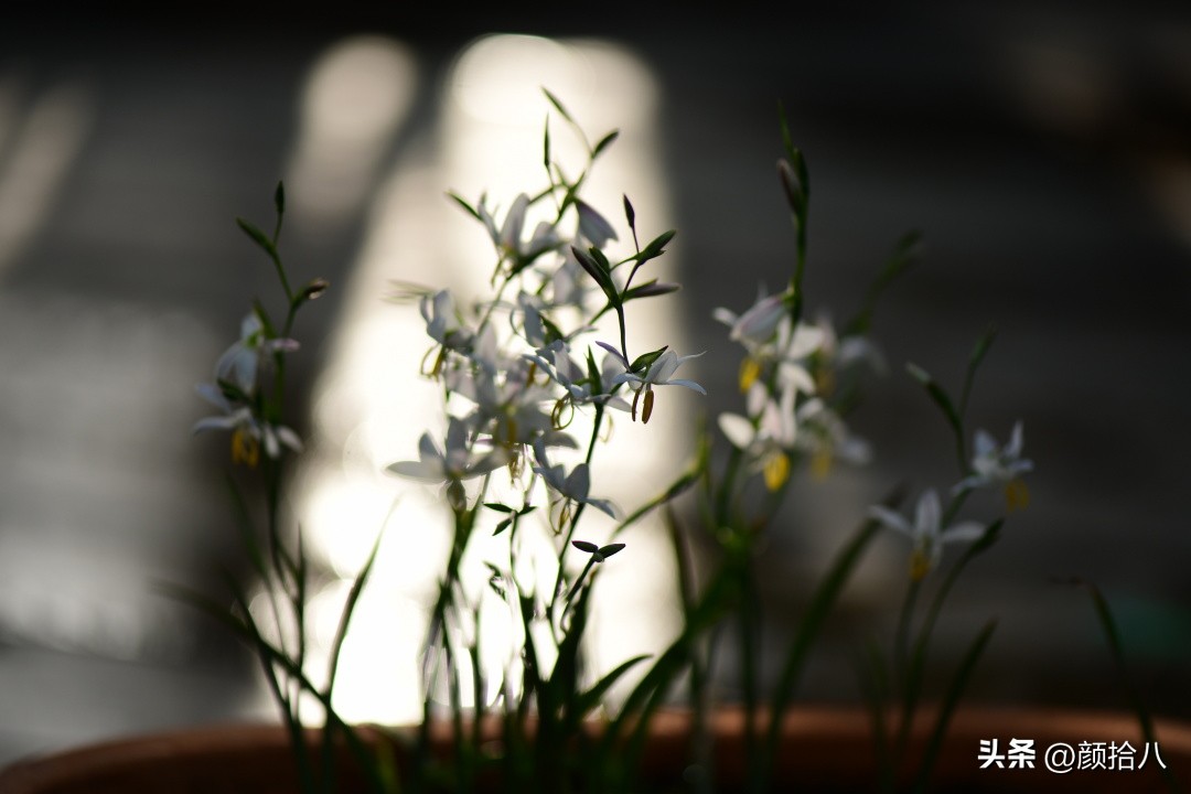 这两年挑战的一些小众球根植物，有收获也有失败|园丁