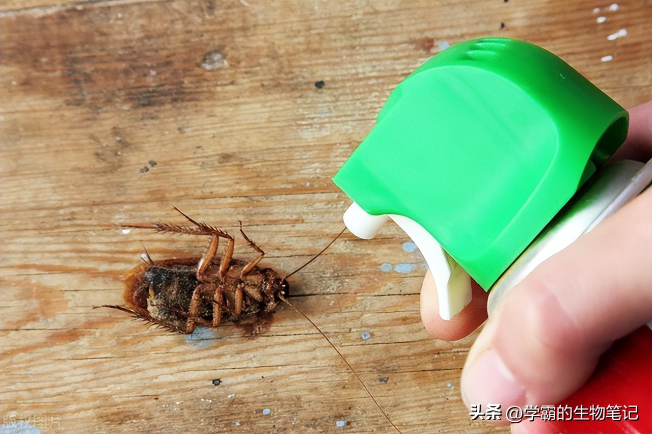 消灭蟑螂用香蕉皮怎么消灭,家里的蟑螂很多怎样才能消灭它们