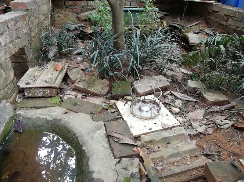 80cm鱼缸造景黄缘闭壳龟造景布局,黄缘闭壳龟450克到550克有多大