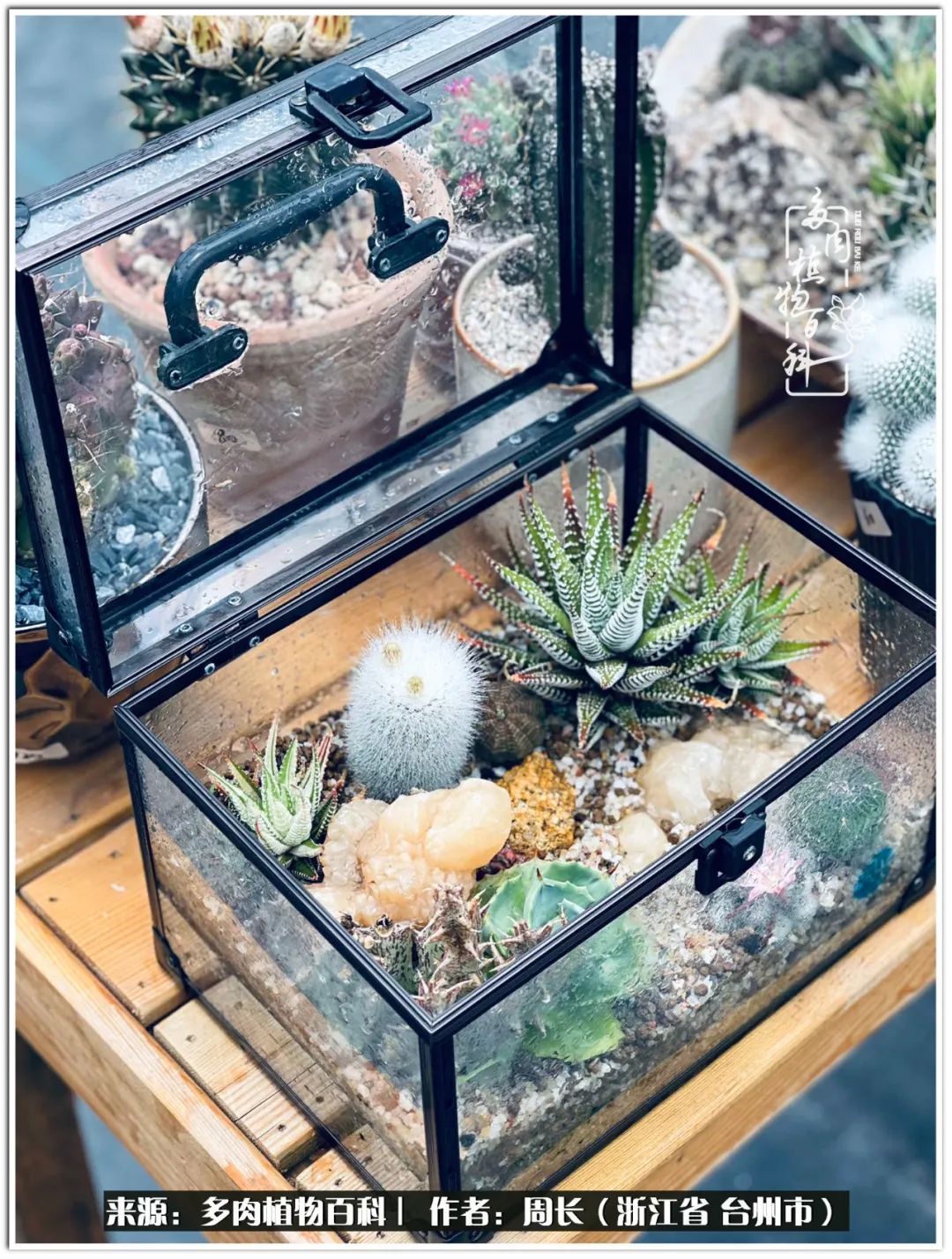 云南树脂粘土多肉组合拼盘创意,多肉拼盘的五个要点是什么