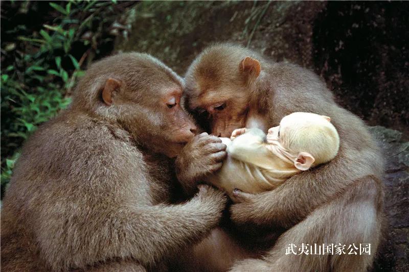 武夷山的位置历史和影响,为什么武夷山属于福建
