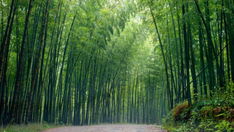 四川雅安周公山避暑旅游景点,四川避暑康养最佳地是哪里