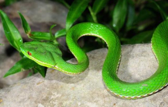 在野外遇到毒蛇怎么办,在野外遇到蟒蛇该怎么办