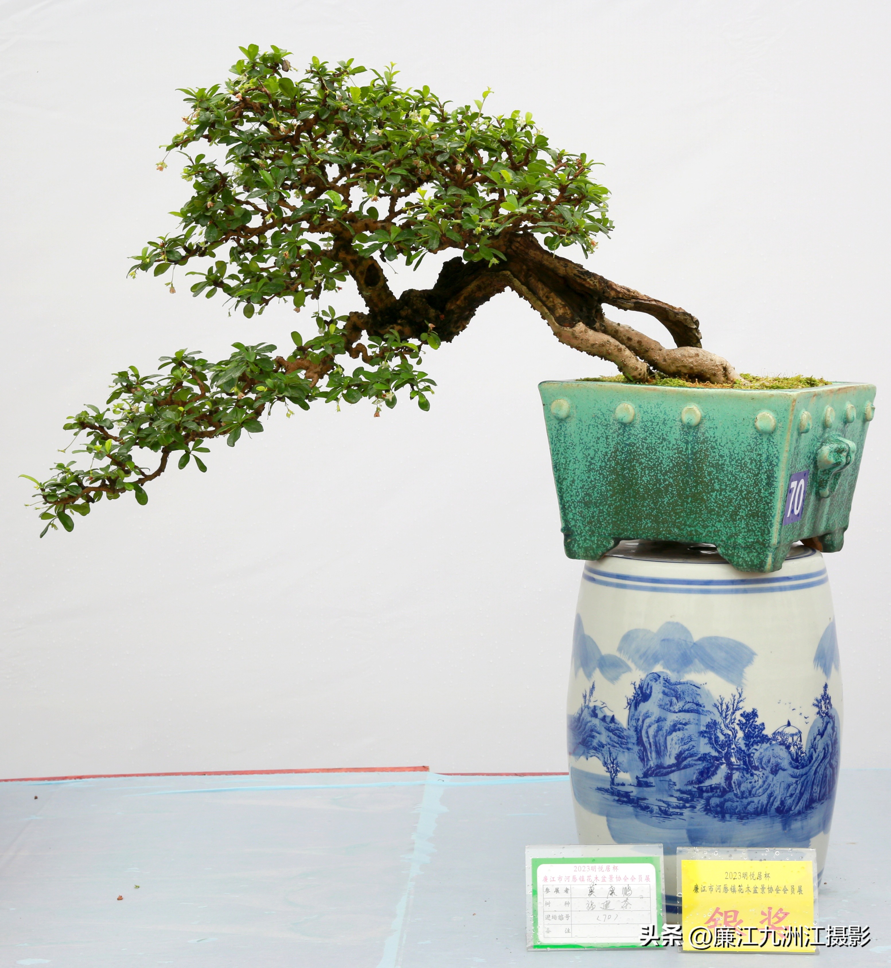 最高端的盆景展,一场惊艳的盆景展