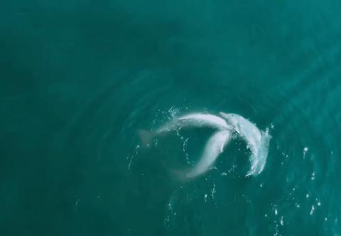 中国人冒死拍的纪录片,一群中国人冒死拍摄