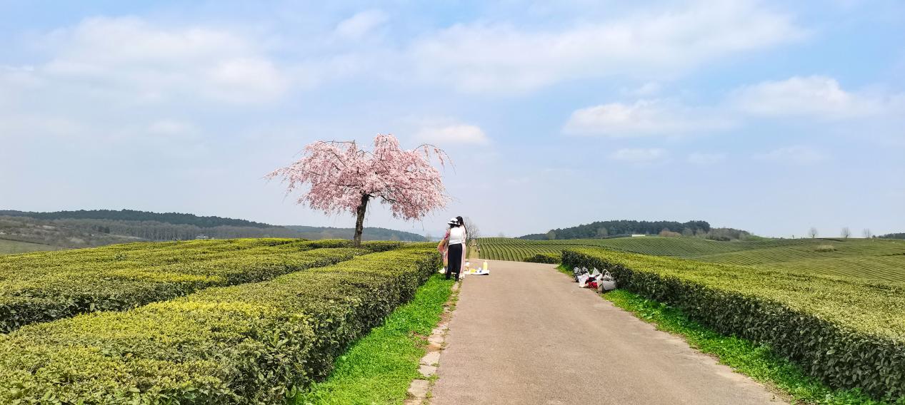 贵阳羊艾茶园风景,贵阳市羊艾茶场地址