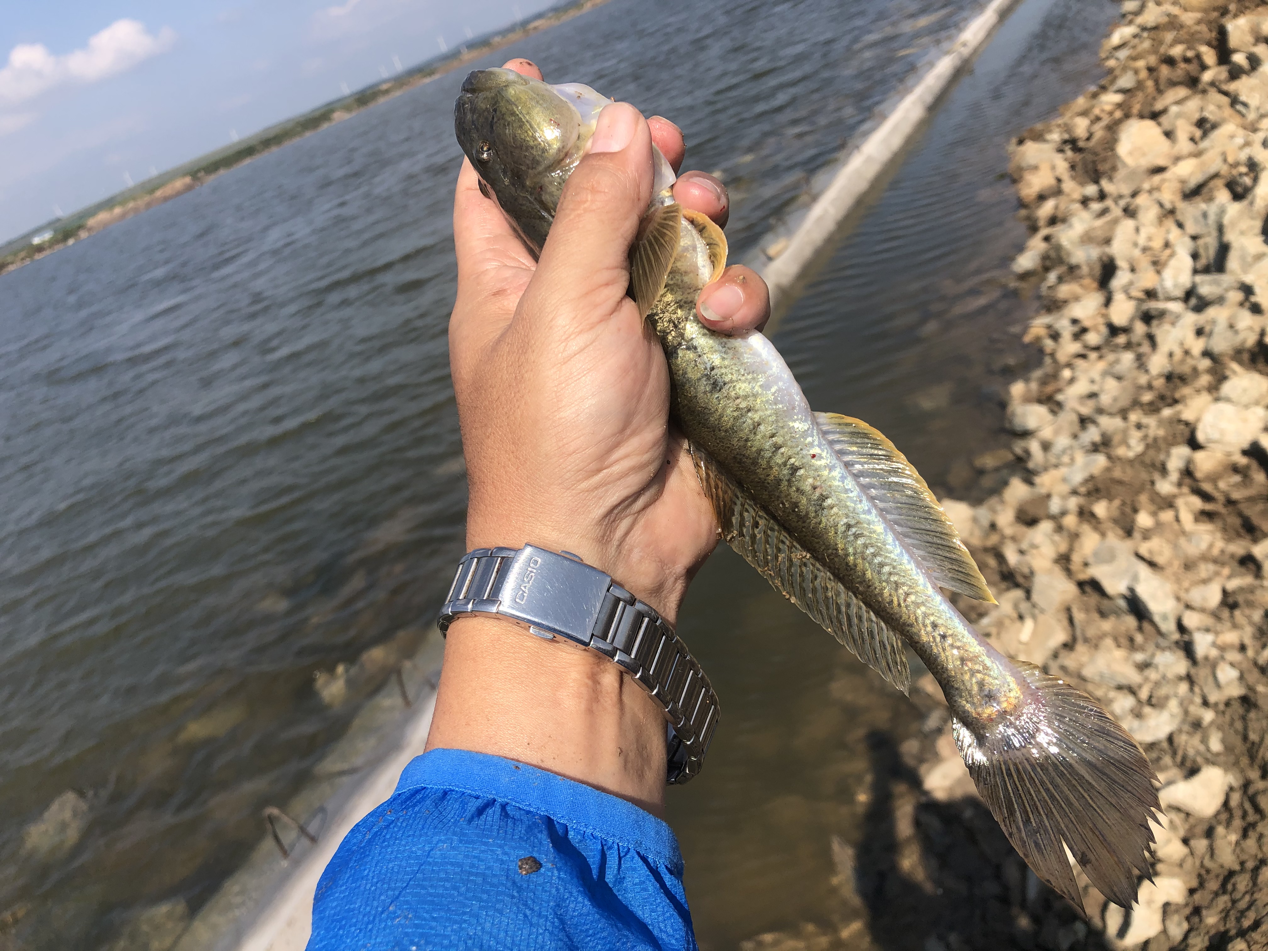 东北楞巴鱼怎么钓,楞巴鱼几月可以钓