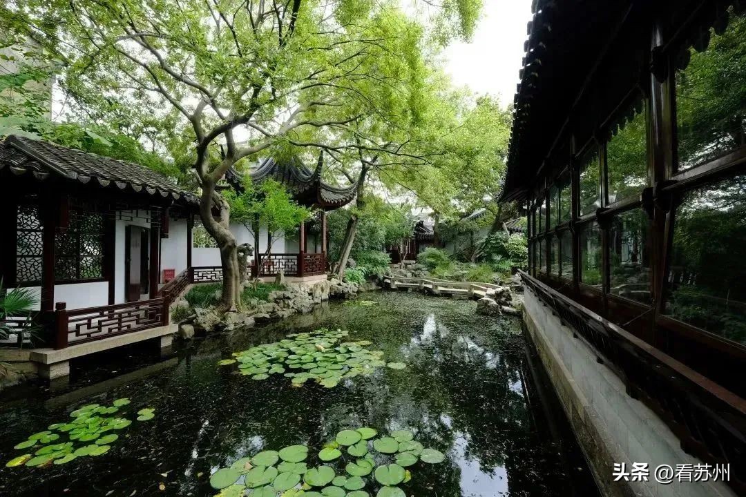 藏在居民区的超小众苏州园,苏州最值得去的深巷小园