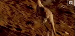 独行月球袋鼠踢沈腾露肚子片段,独行月球沈腾被袋鼠踢飞露肚子