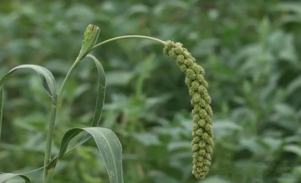 晋味美沁州黄小米怎么样,沁州黄小米10斤装多少钱