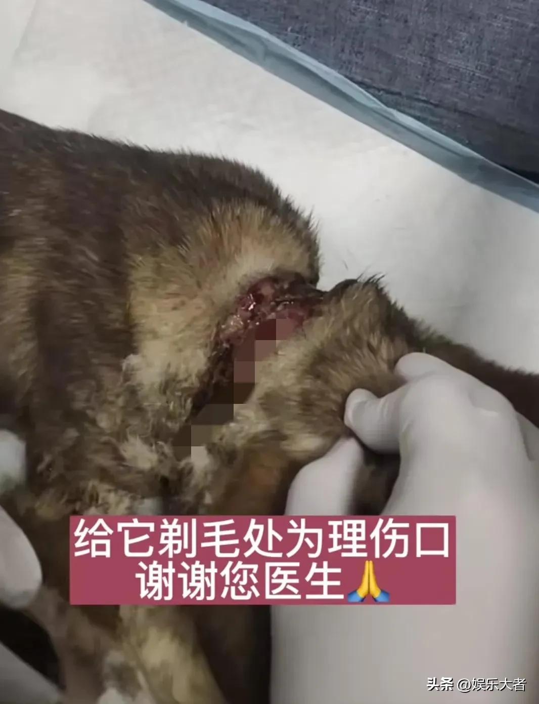 被虐待的网红狗现状,被虐待的网红狗现在怎么样了