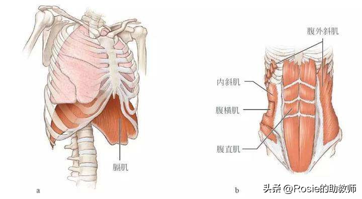 赵露思怎样练马甲线原视频,怎样拥有赵露思同款马甲线