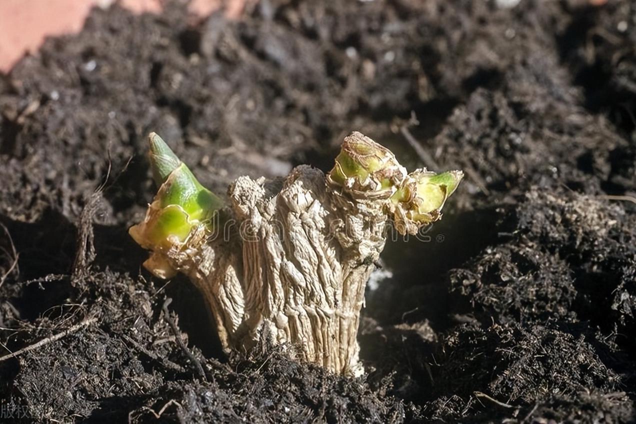 北方何时适宜种姜,立夏种姜夏至收姜是什么意思