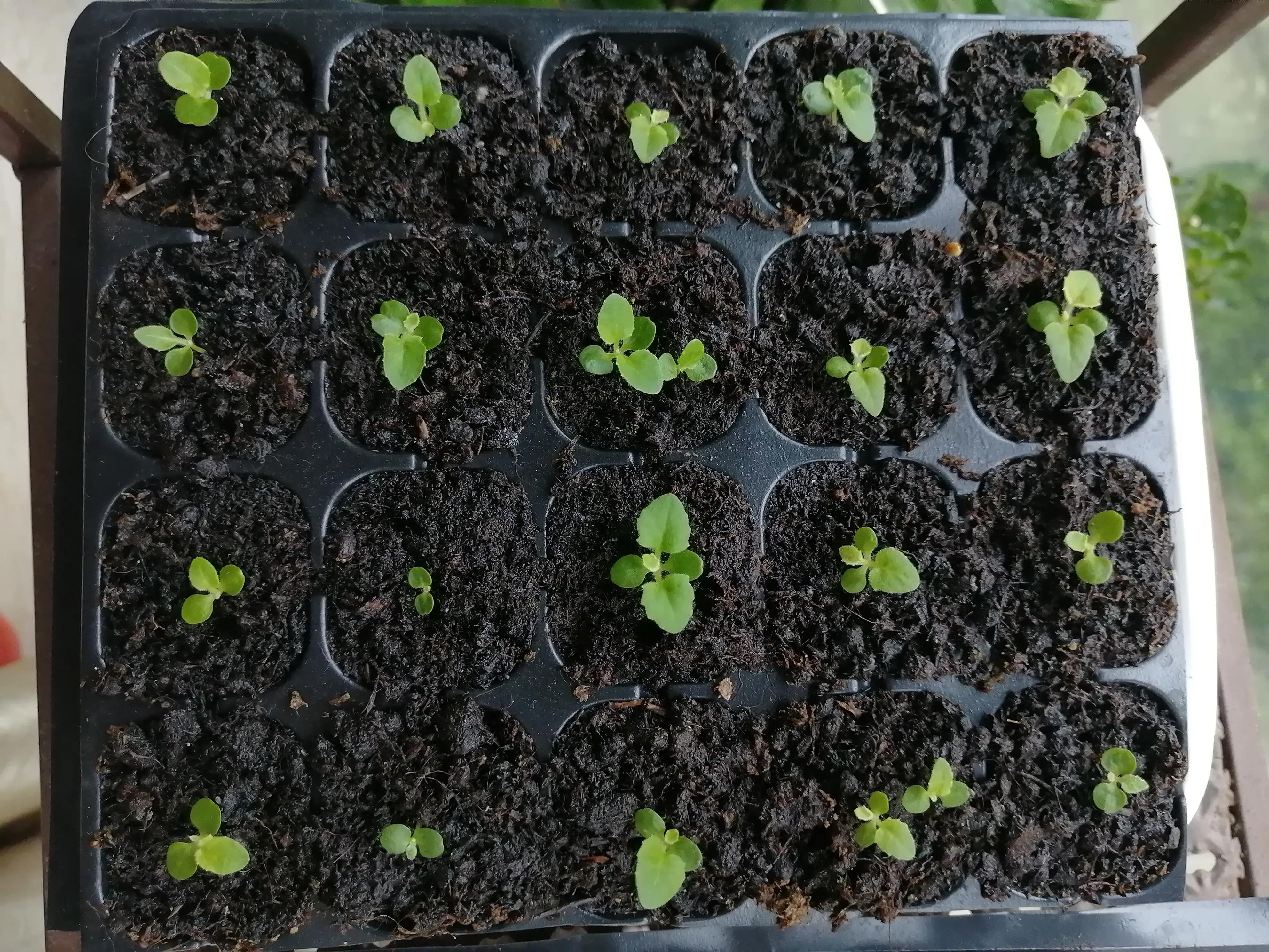 黑眼苏珊长大了许多