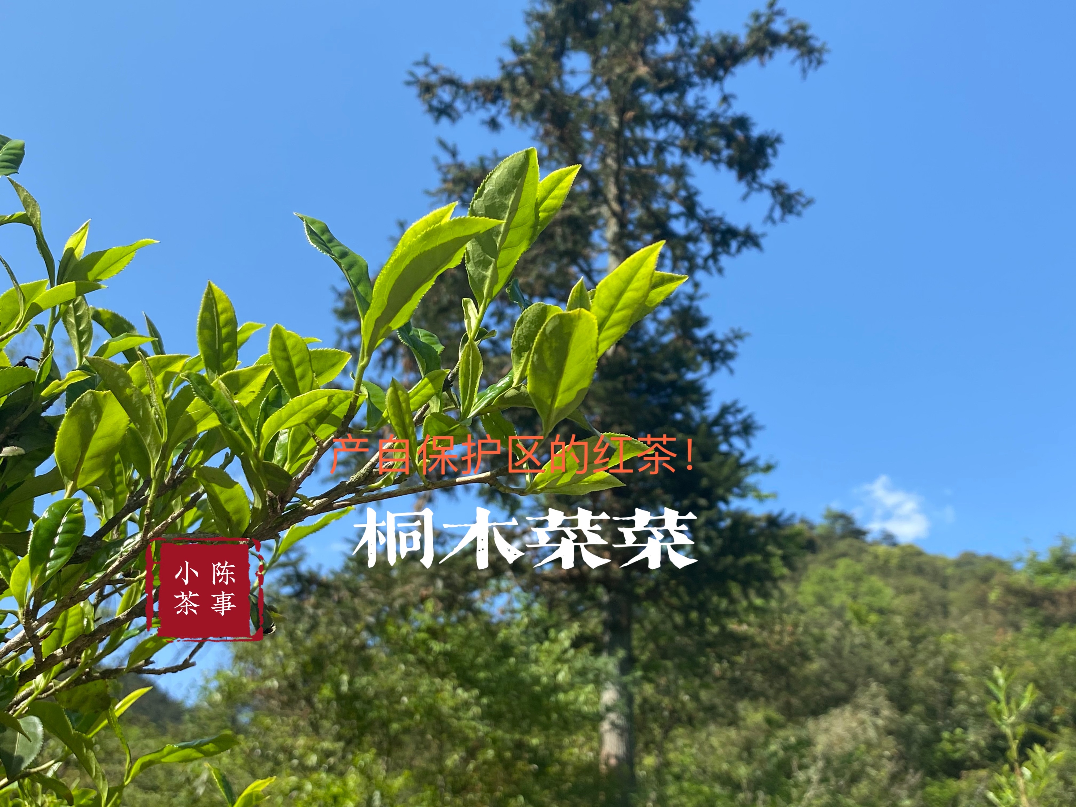 小种红茶蜜香和桂圆香,小种红茶茶味