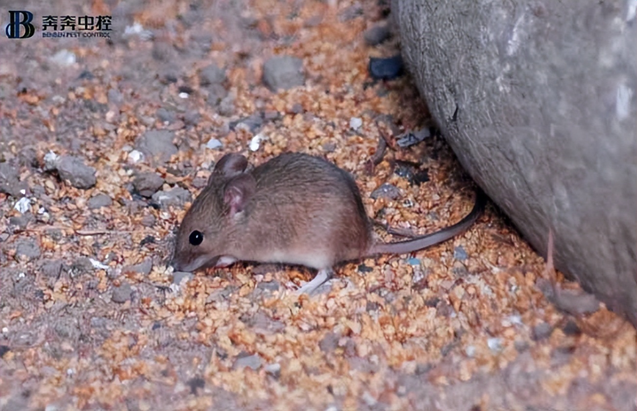灭鼠公司杀鼠方案,灭鼠公司对老鼠怎么处理