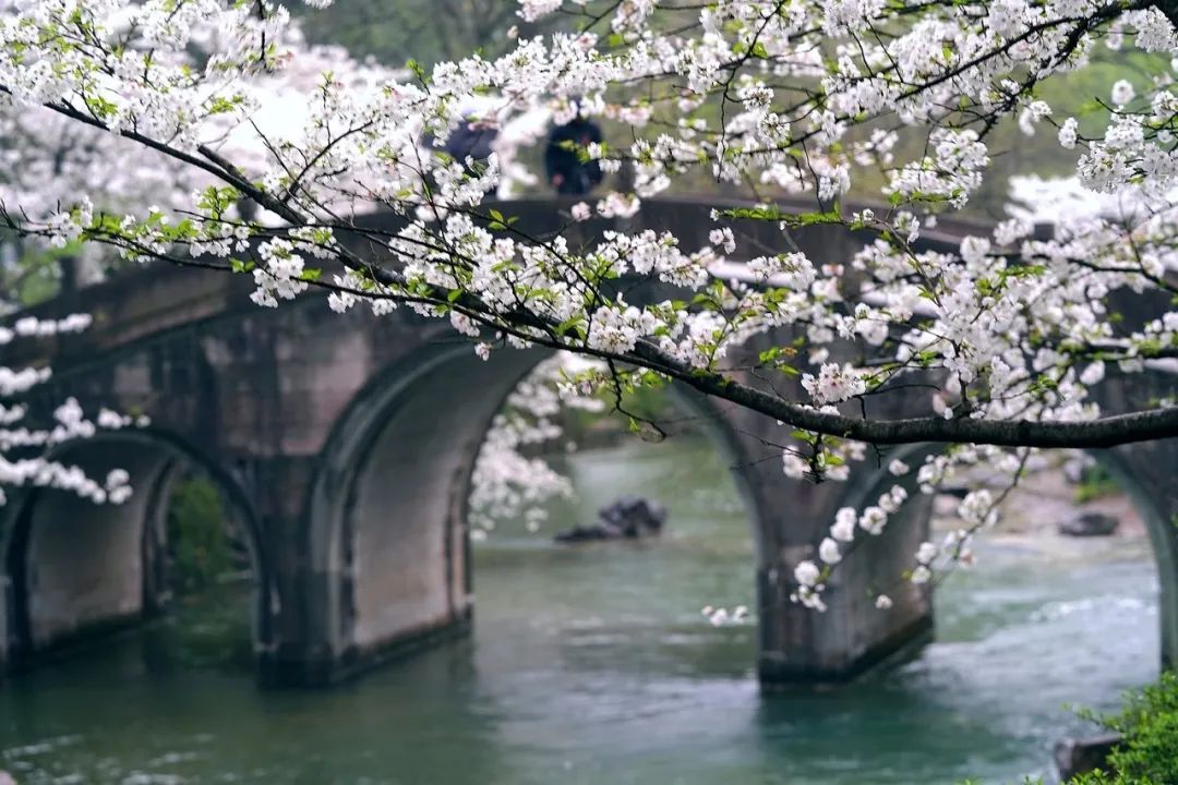 听我的，四月的杭州才是浪漫天花板。