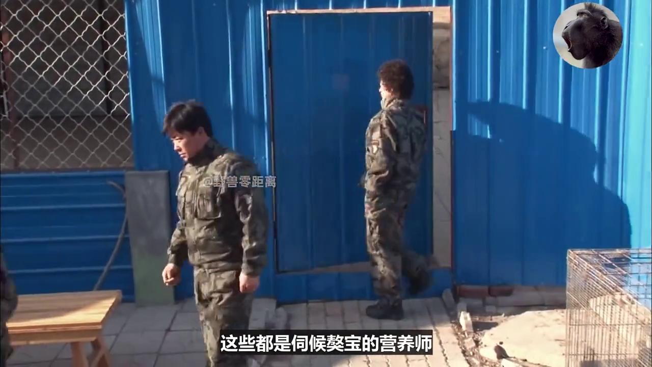 全网最聪明的狗狗2000万不卖,一只狗只值6000