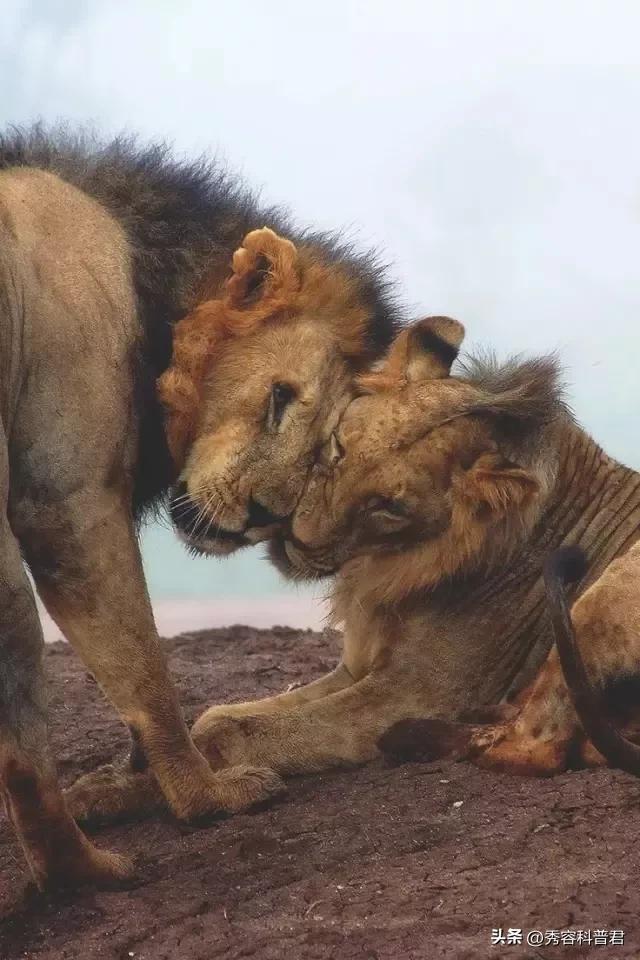 *拍偷**的夫妻生活照，羞羞的