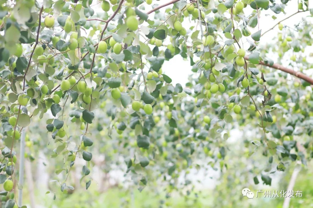 两人从化两天一夜游玩攻略,去从化玩的攻略