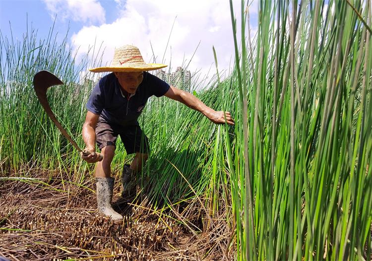 东莞美食和地标简介及特点,东莞的美食历史文化