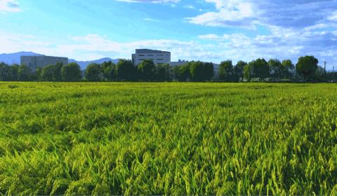 生命需要淡然岁月也需要从容,心境淡然从容