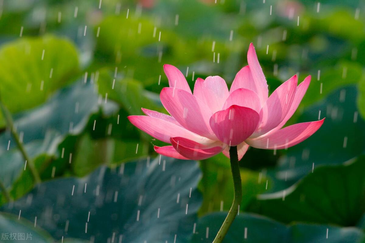 描写白色荷花的诗句古诗词,描写荷花的古诗词十首