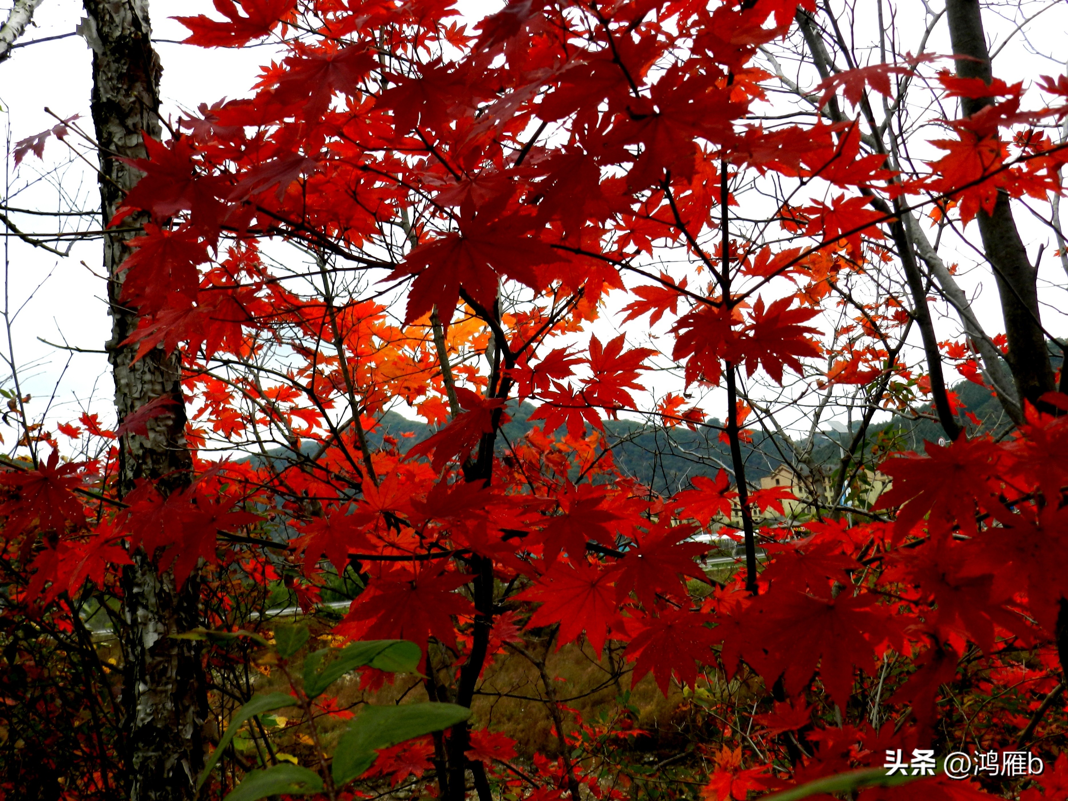 本溪温泉汤沟门票价格,本溪花溪沐枫雪温泉小镇