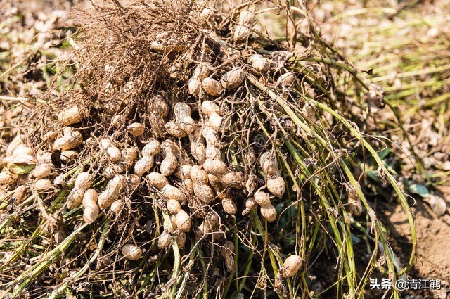 种花生为什么用水泥做肥料,用水泥来种花生有什么作用