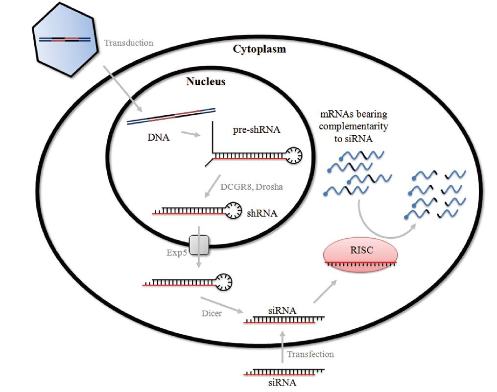 罗非鱼感染嗜水气单胞菌怎样治疗,罗非鱼病毒